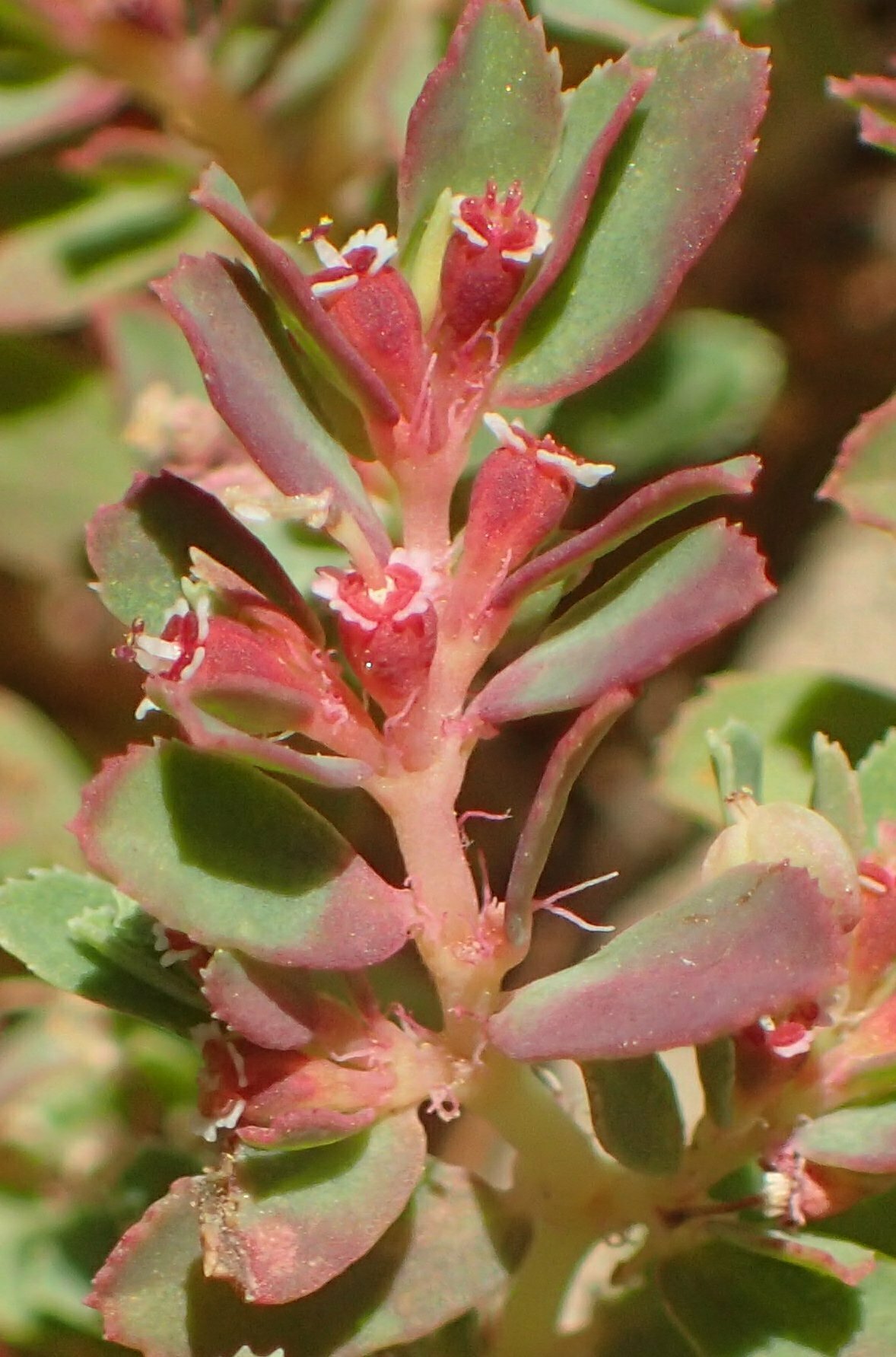 High Resolution Euphorbia serpyllifolia Leaf